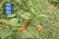 Scene 10_hssflight_Heliconius ismenius at lantana flower